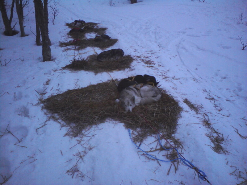 Hundarna vilar på Hägginåsvallen